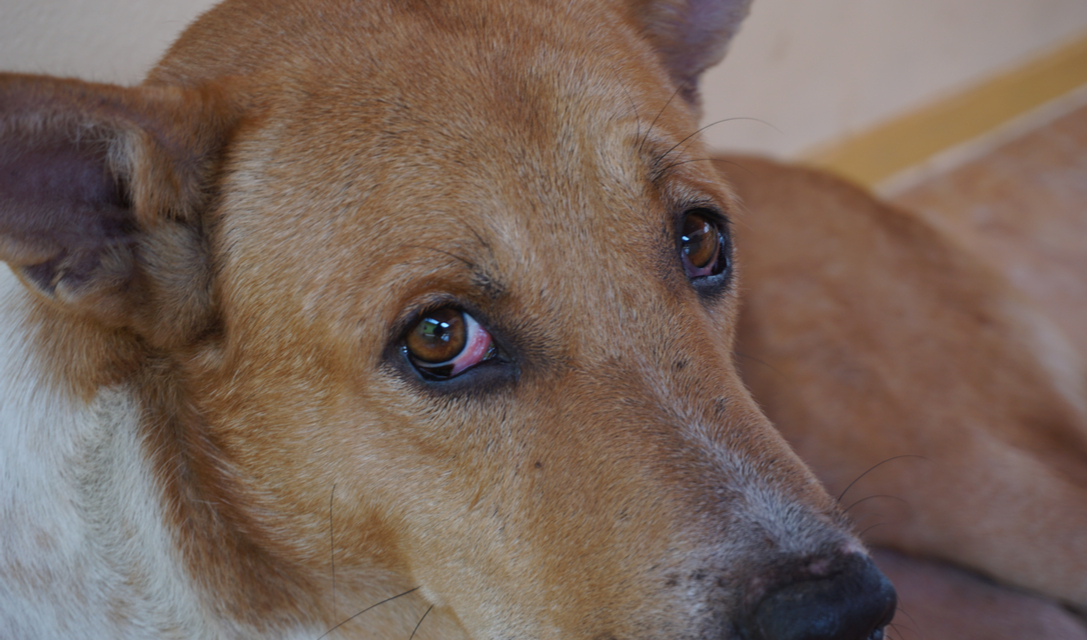 Conjunctivitis in Dogs PetCoach