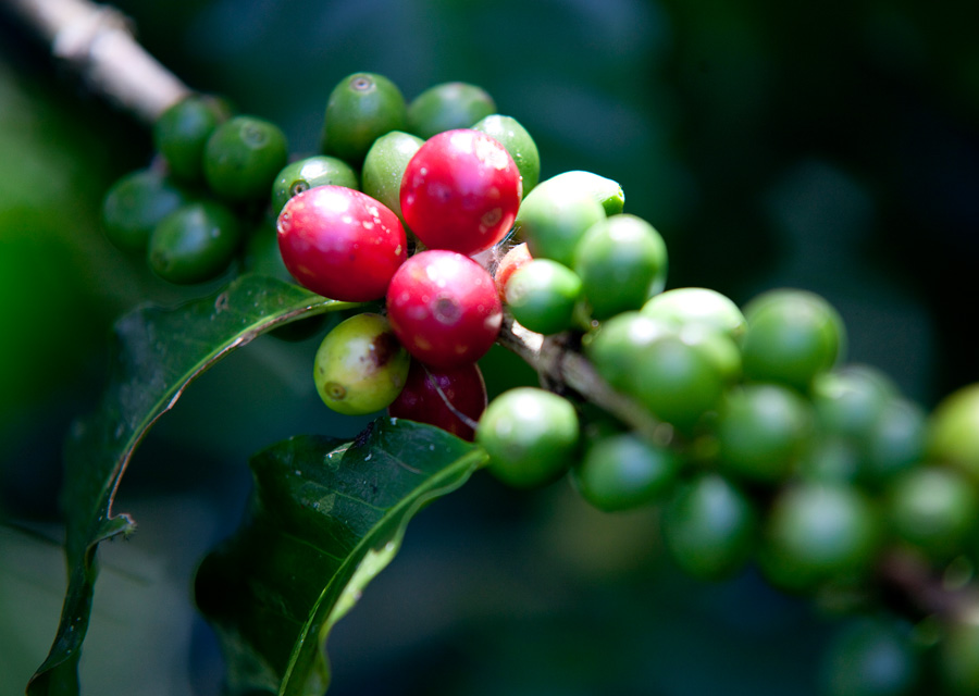 The story of Costa Rican coffee from the Central Valley to your mug