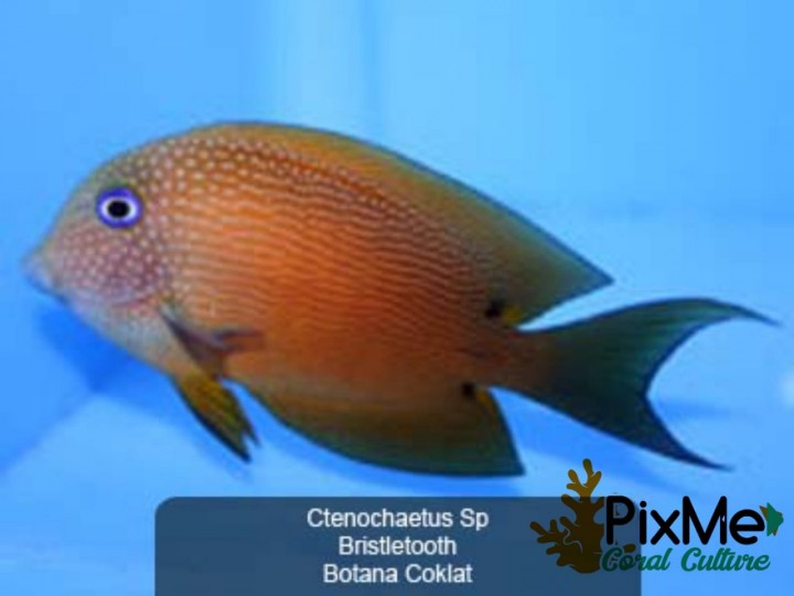Botana Coklat - Pixme Coral Culture