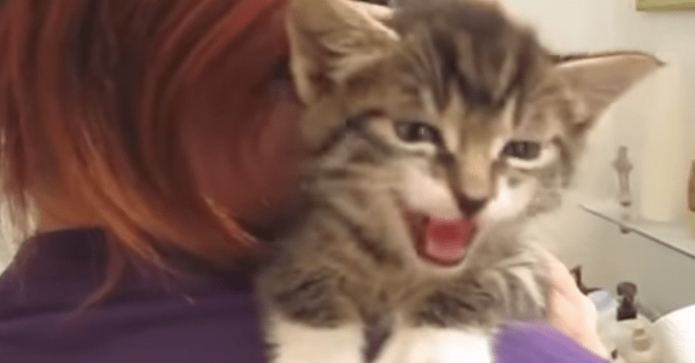 This Tiny Kitten's Raspy Voice Will Make You Melt! The Animal Rescue