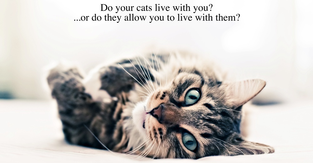 Cats The Good, The Bad, and The Downright Adorable The Animal Rescue