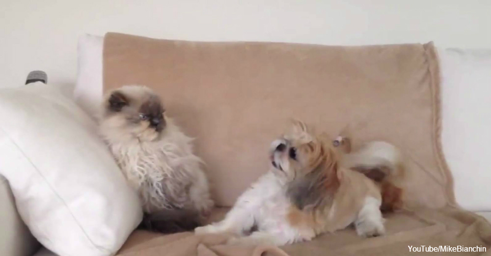 Dogs Ask Cats To Be Their Best Friend Forever The Animal Rescue Site Blog