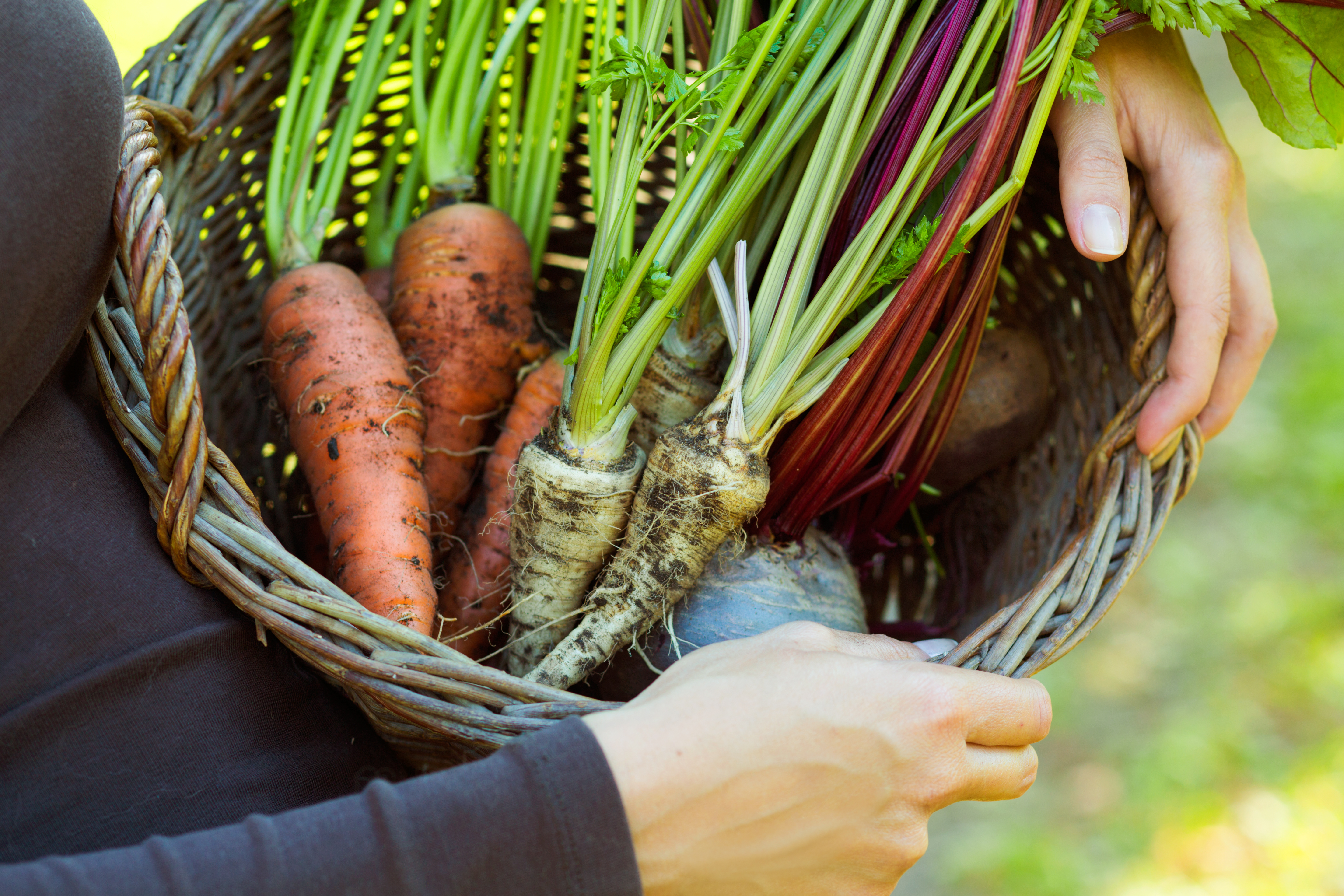 The Best Way To Store HomeGrown Root Vegetables So They Last A Long