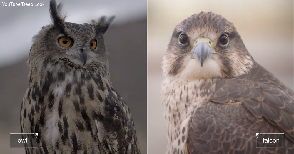 Owl vs. Falcon Who’s the Better Flyer? The Rainforest Site Blog