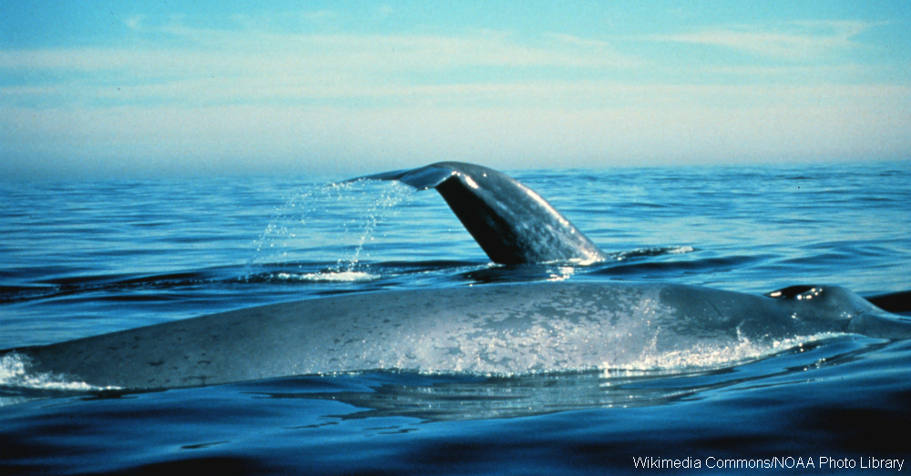 9 Cool Facts About the Blue Whale The Rainforest Site Blog