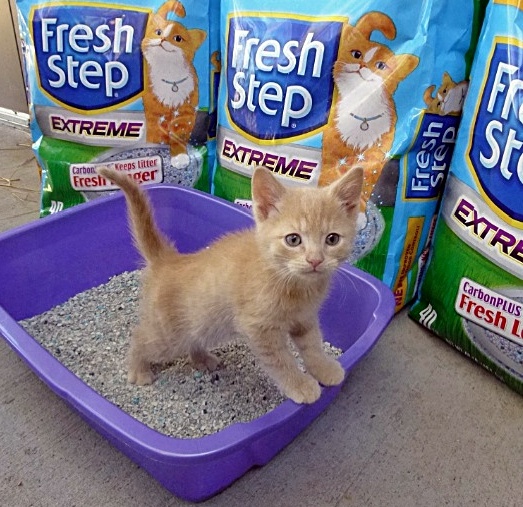 Thanks to YOU, we’re donating 5,000 lbs of Fresh Step litter to the