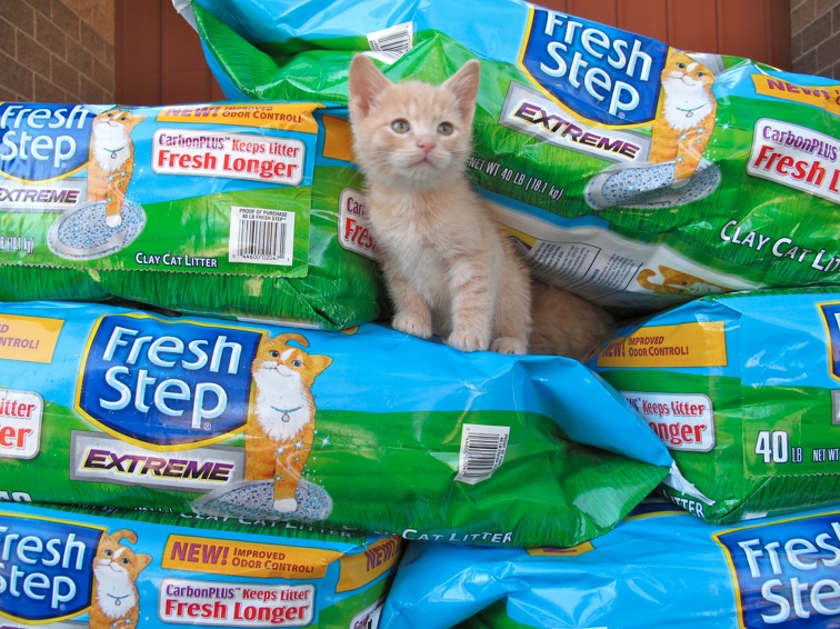 Thanks to YOU, we’re donating 5,000 lbs of Fresh Step litter to the Seattle Area Feline Rescue