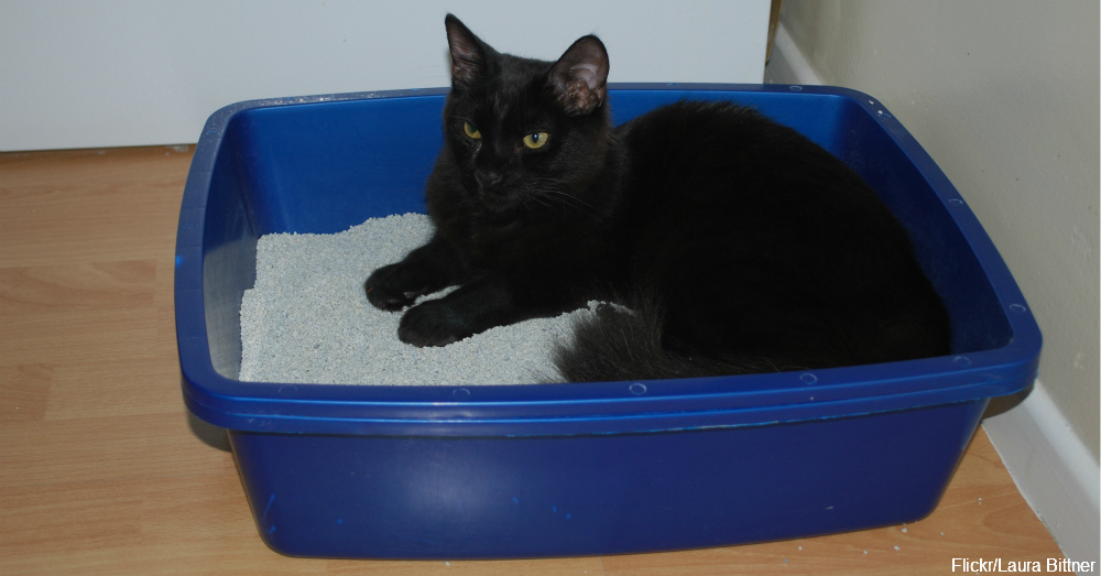 8 Ways to Conduct a Litter Box Intervention The Animal Rescue Site Blog