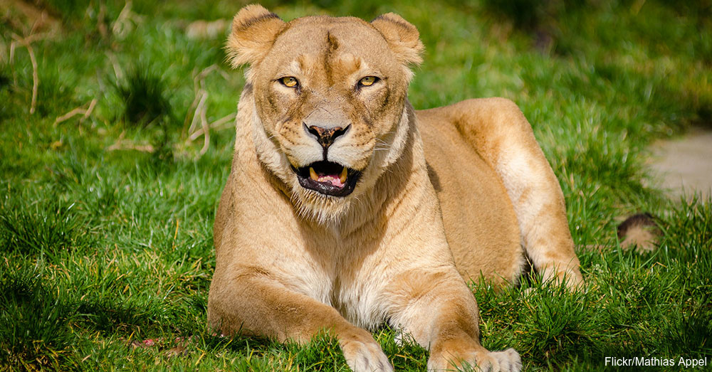 Pride of Africa Interesting Facts About Lions The Rainforest Site Blog