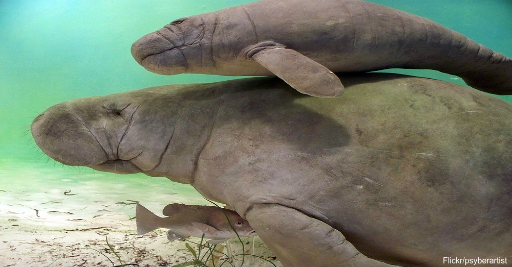 Animals That Sleep With One Eye Open The Rainforest Site