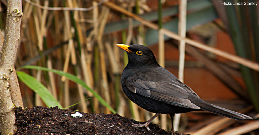 Animals That Sleep With One Eye Open The Rainforest Site