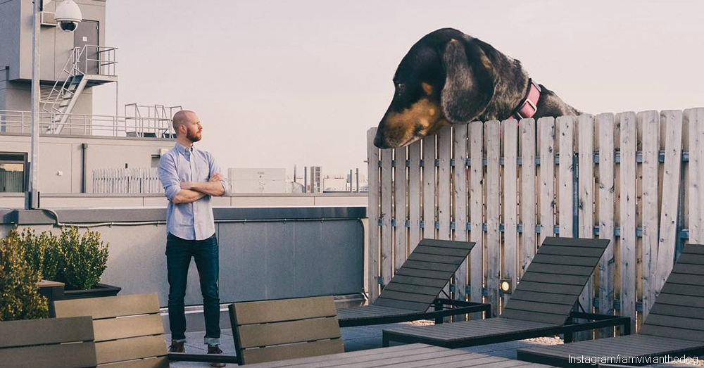 Vivian the Dog Enjoys Living Large The Animal Rescue Site Blog