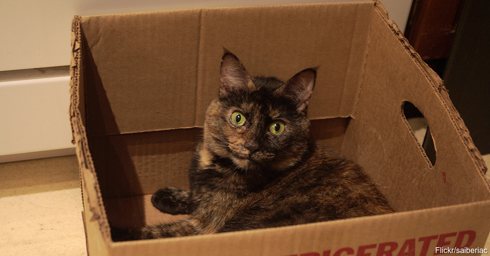 8 Tips for Making an Outdoor Cat an Indoor Cat! Page 3