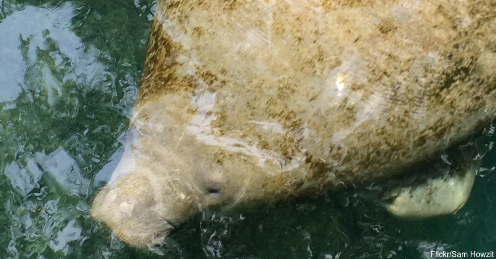 Sea Cows? More Like Water Elephants 10 Amazing Facts About Manatees