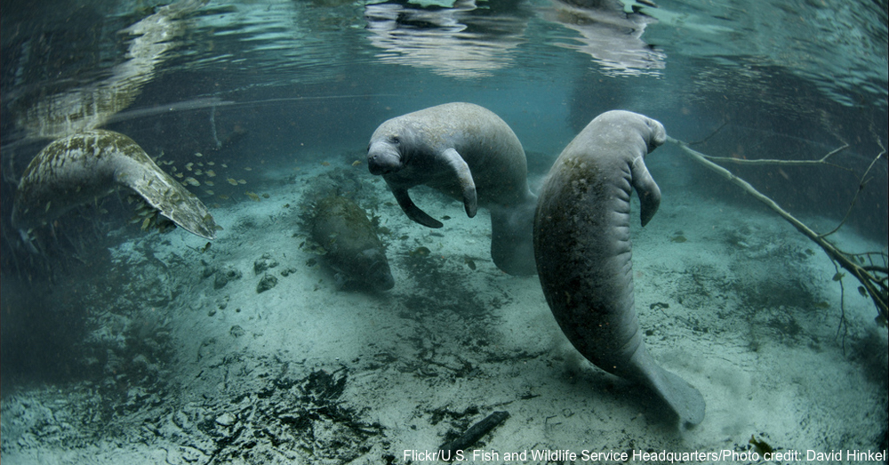 Sea Cows? More Like Water Elephants 10 Amazing Facts About Manatees
