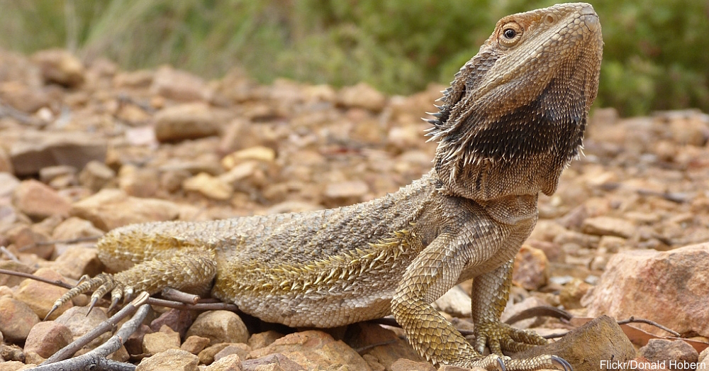 Bearded Dragons Use Color Changes to Communicate and Regulate