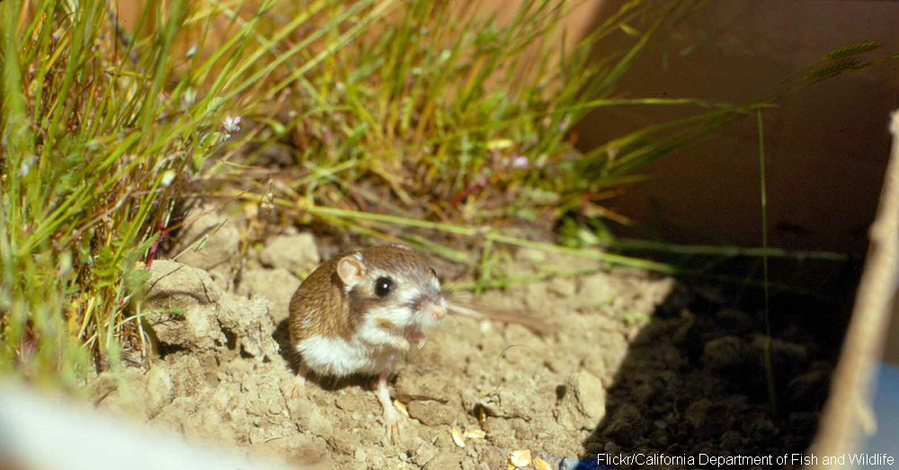 These Animals Spend Much of Their Lives Underground The Rainforest Site Blog