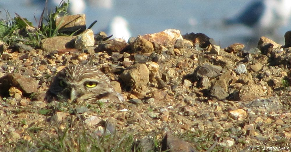 These Animals Spend Much of Their Lives Underground The Rainforest Site Blog