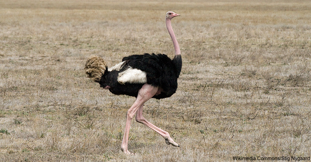 10 Fascinating Facts About the Ostrich The Rainforest Site Blog