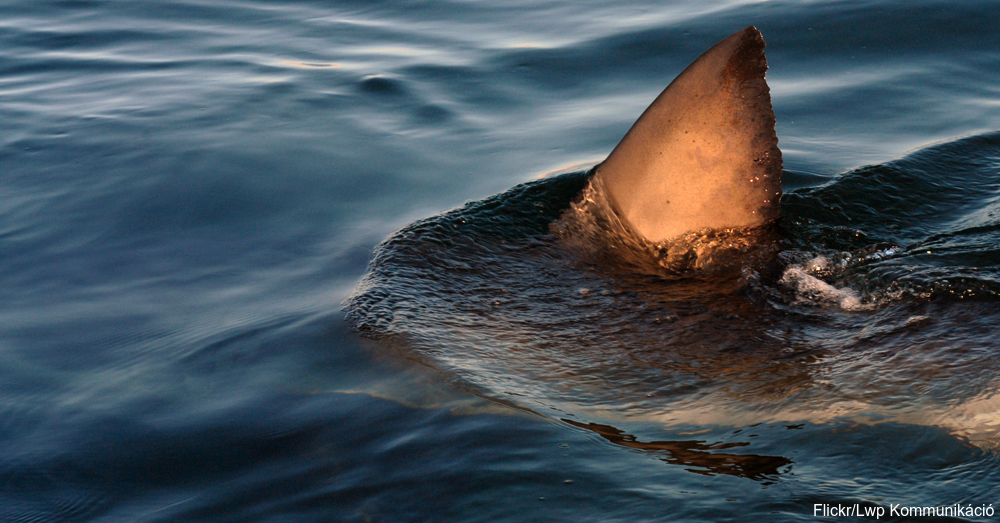 8 Things You’ve Probably Got Wrong About Sharks The Rainforest Site Blog