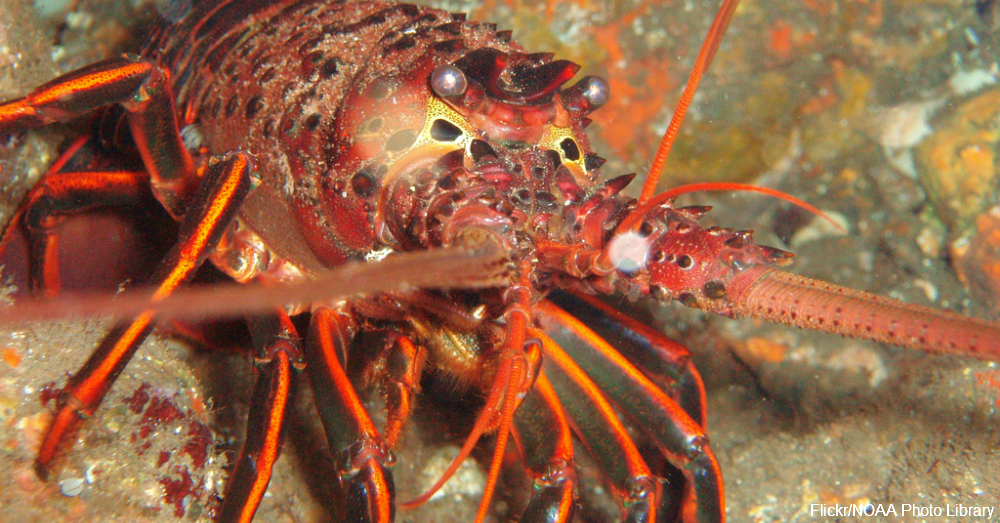 10 Hard Facts About Lobsters The Rainforest Site Blog