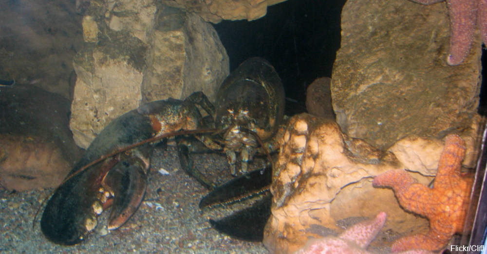10 Hard Facts About Lobsters The Rainforest Site Blog