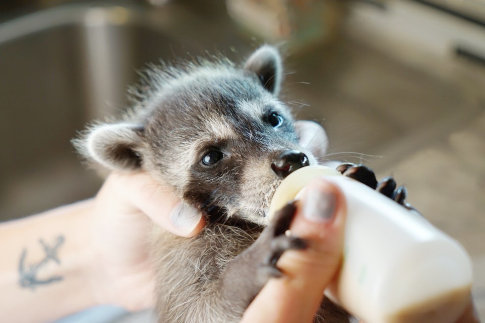 Baby Raccoon Found Abandoned After Falling From A Tree Gets Adopted
