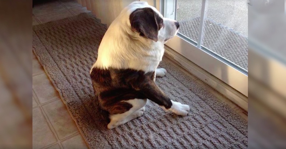This Cute Face Hides A Secret Breeders Don’t Want You To Find Out The