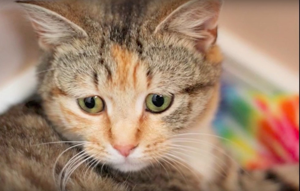Pregnant Stray Rescued From The Streets Can’t Stop