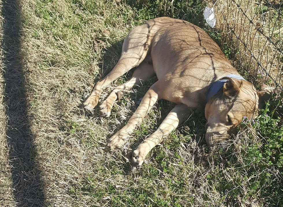Dog Abandoned At Dumping Ground FamilyPet