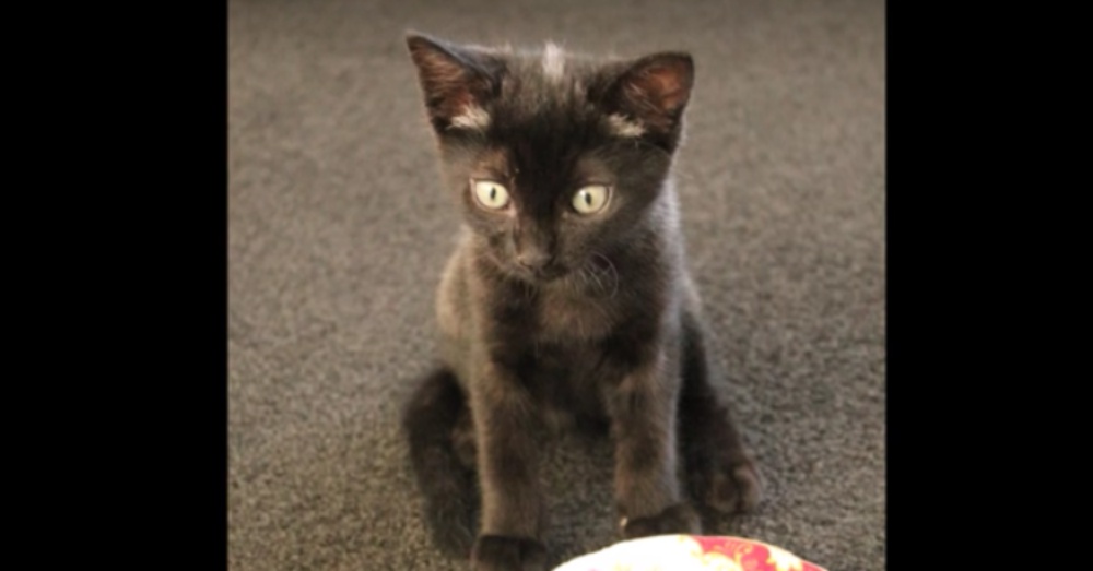 Kitten Changes From Gray Cat To A Completely Black Cat In Matter Of