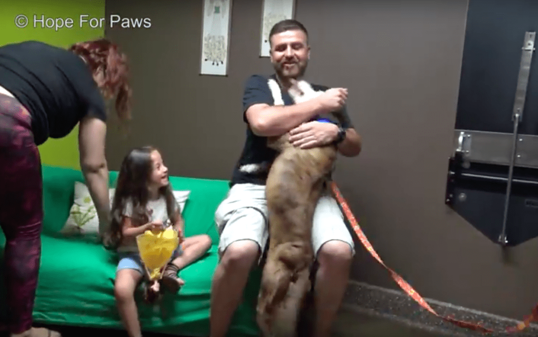 Frightened Dog Who Ran Away During Fireworks Is Finally Reunited With