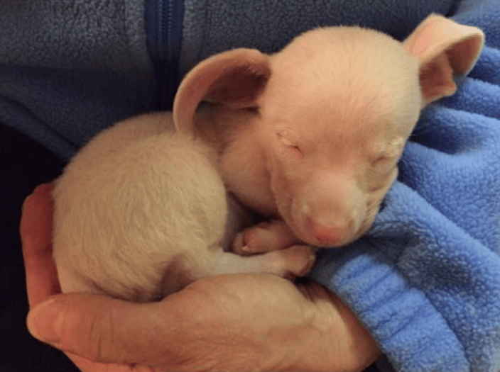 Blind And Deaf Tiny Puppy Rescued From Hoarding Situation Is So Much