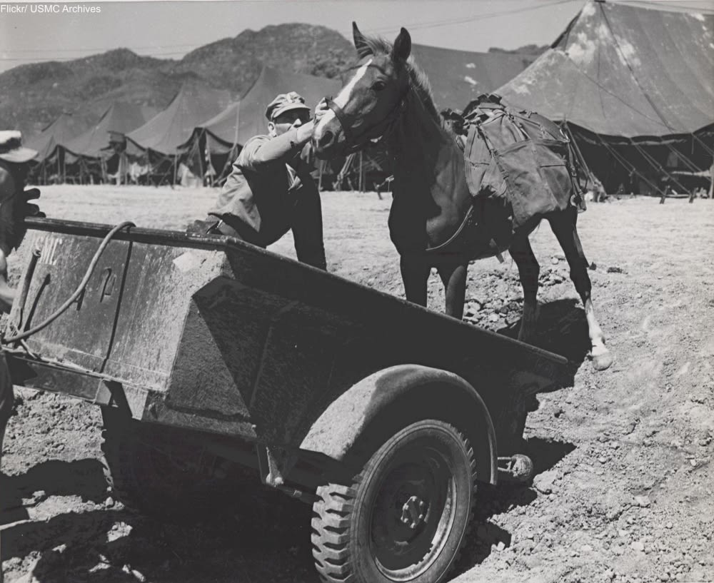 Meet Sergeant Reckless, the Horse Who Was Awarded TWO Purple Hearts