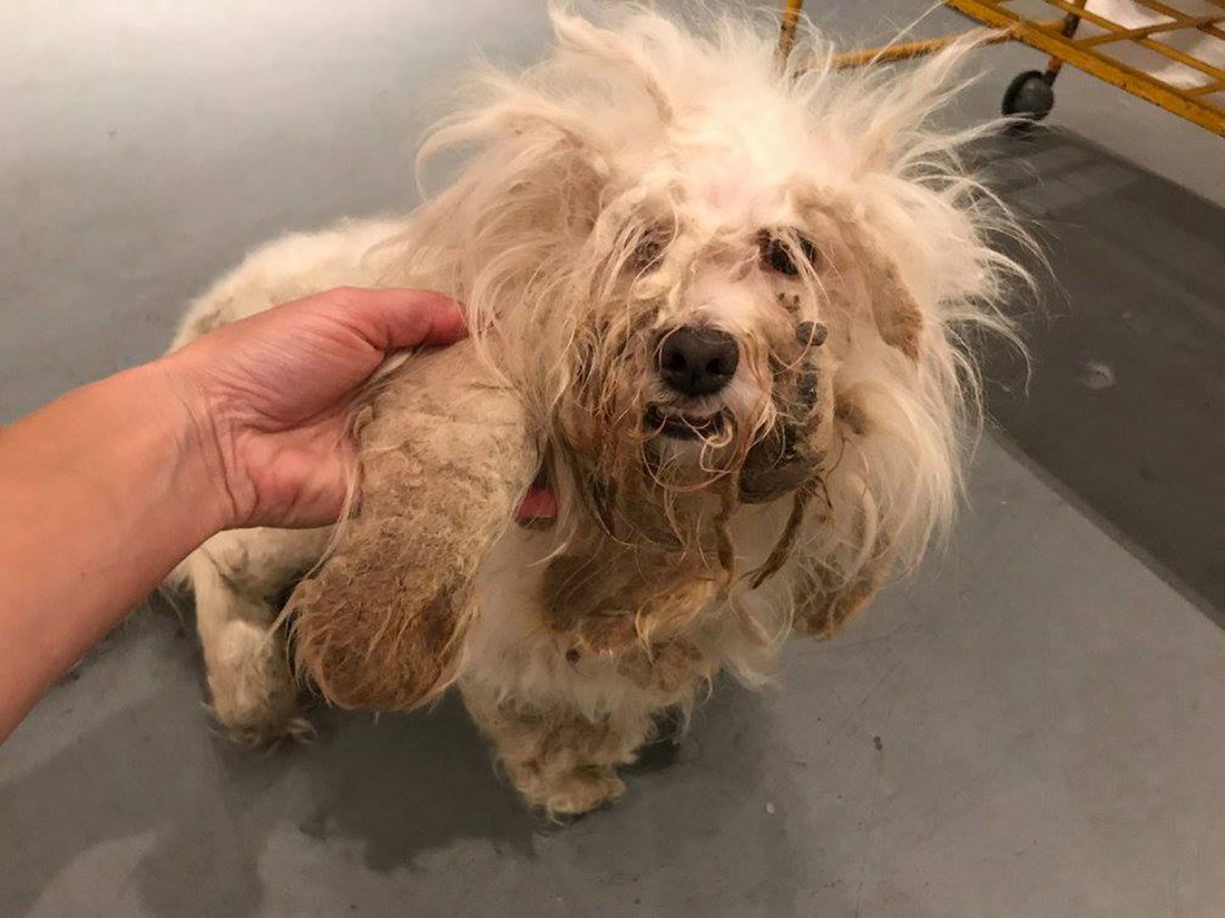 Matted Dog Who Was Dumped At A Shelter Makes An Incredible