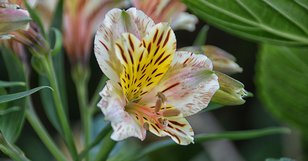 These Flowers Are Pretty, But They're Deadly To Cats and Dogs The
