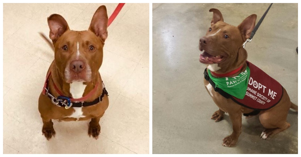 Dog That Waited Three Years For A Home Is Brought Back To