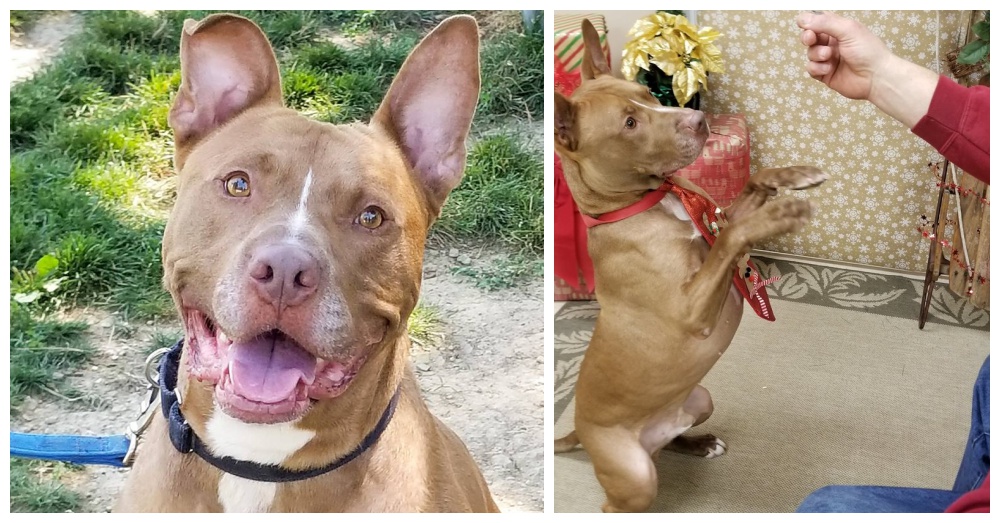 Dog That Waited Three Years For A Home Is Brought Back To
