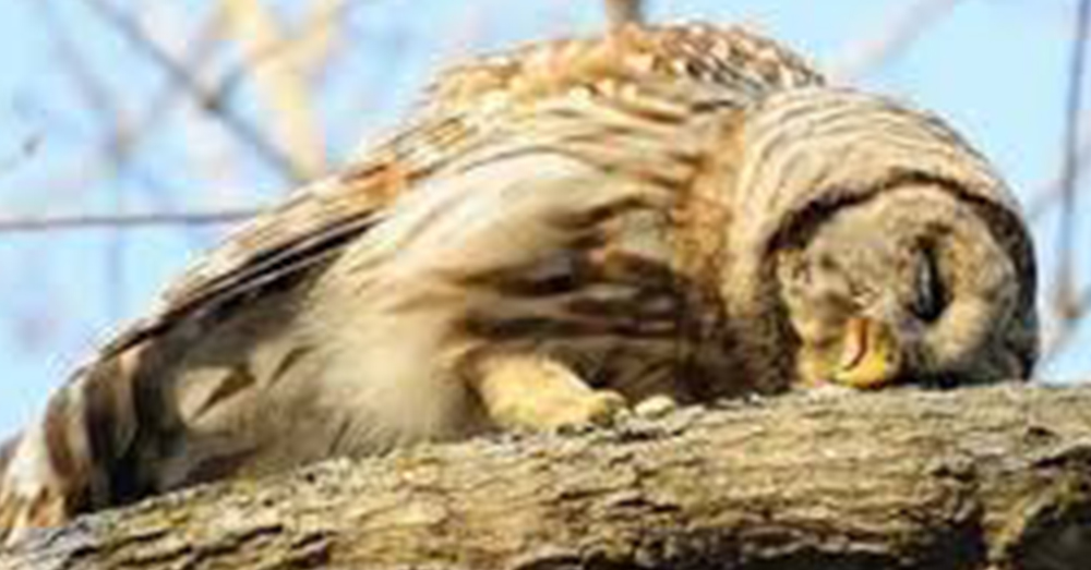 The Just Realized Baby Owls Sleep Face Down, And It's Adorable