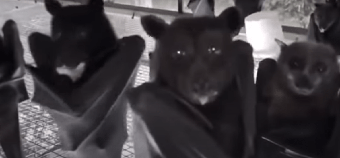 Hanging Bats Filmed UpsideDown Looks Like A Gothic