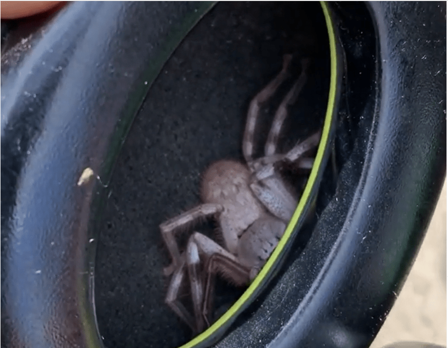 Can Huntsman Spiders Hurt Dogs