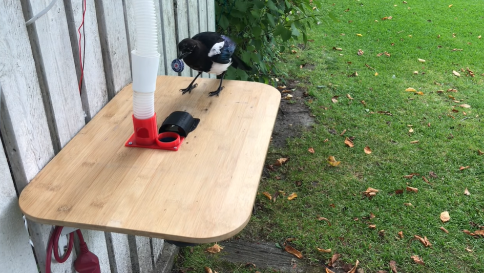 Man Creates Bird Feeder That Trains Magpies To Exchange Trash For