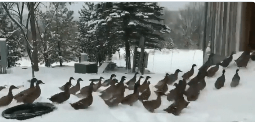 Viral Videos Show Ducks Quickly Changing Their Mind Once They Touch