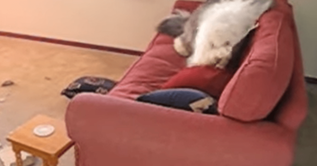 Adorable Sheep Dog Tears Apart Cardboard Box In Viral Video LaptrinhX