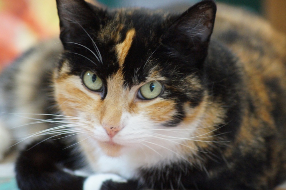 The most popular cat names of 2021 News7g