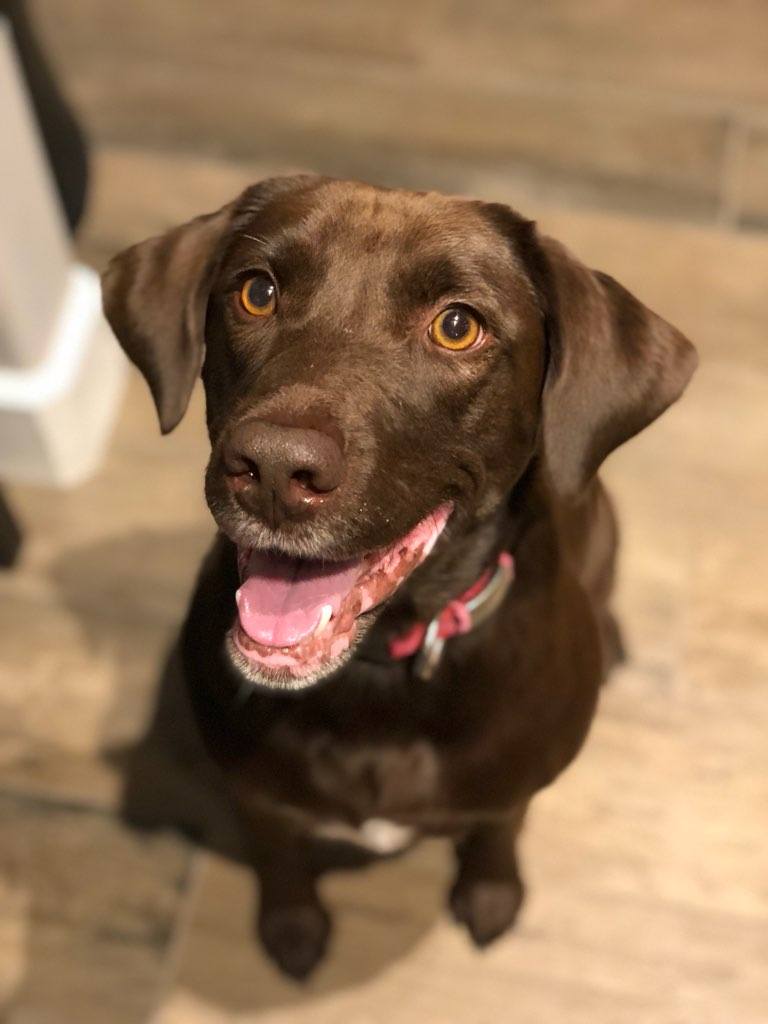 Sweet, Smart, & Fun Chocolate Lab with Personality Described as "Delightful" in Need of Rescuing