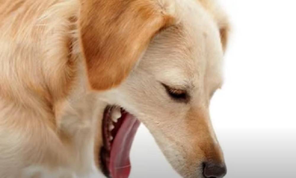 Want to Know the Reasons Why Dogs Sometimes Throw Up Yellow Foam? The