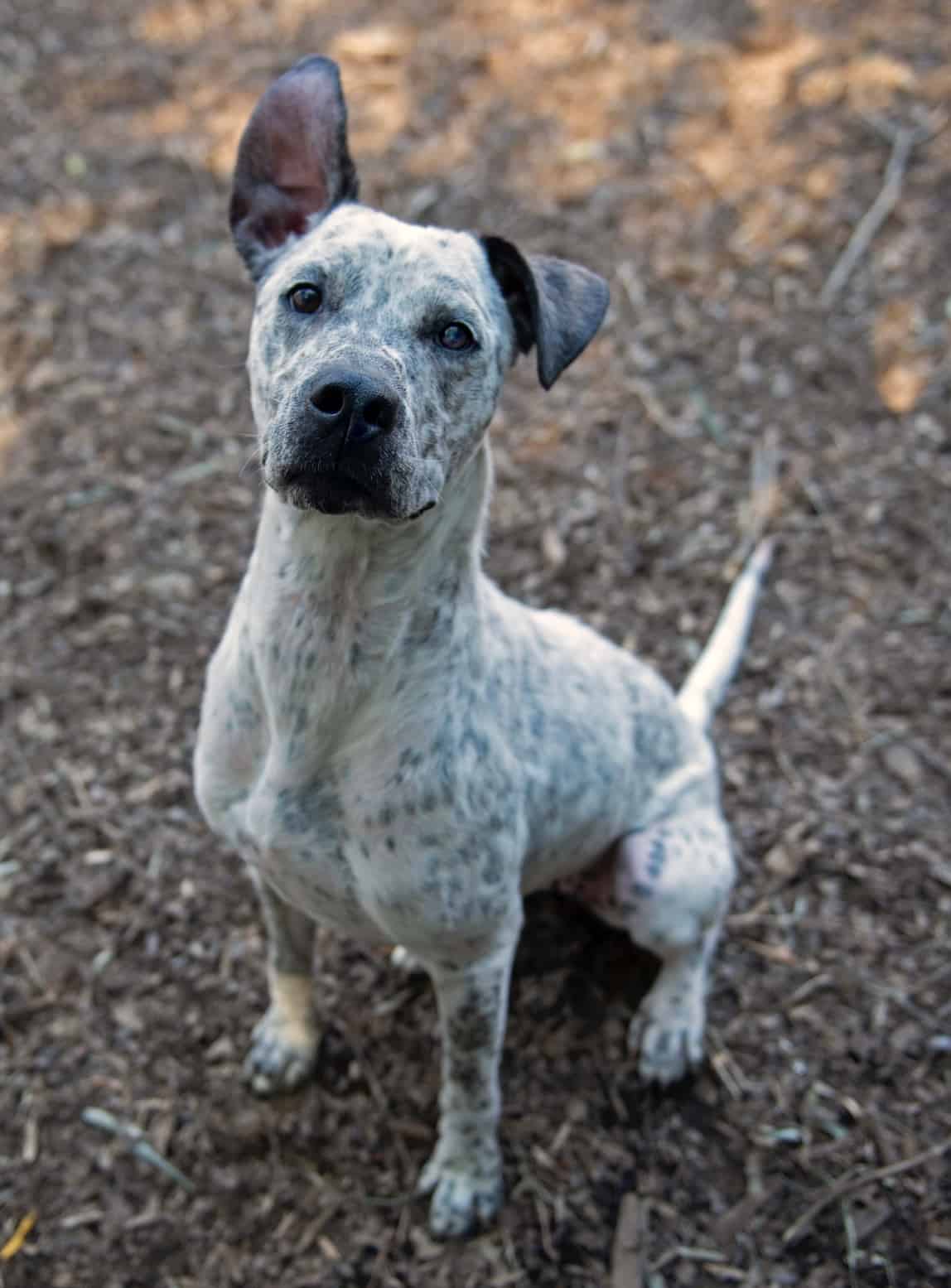Pointer/Great Dane Mix Known as Cinnamon Wants to Spice Up Your Life