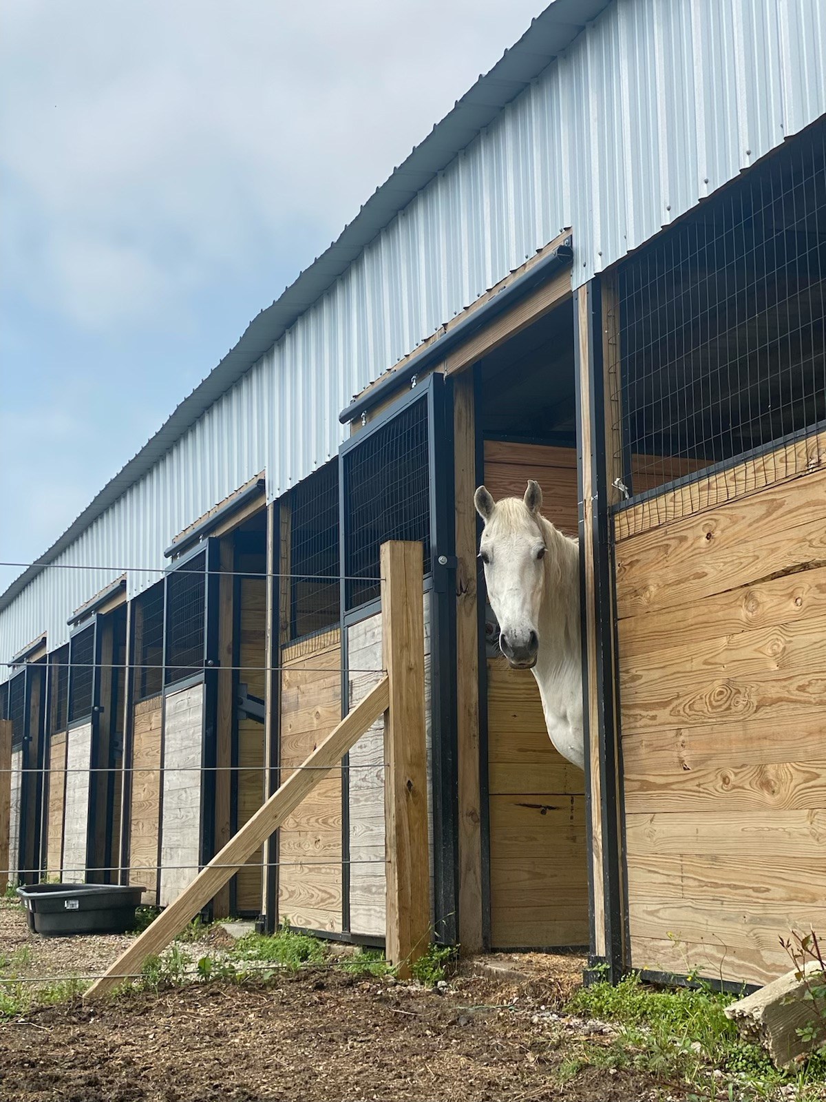 Horses and other large animals roam the fields at CAA’s new barn
