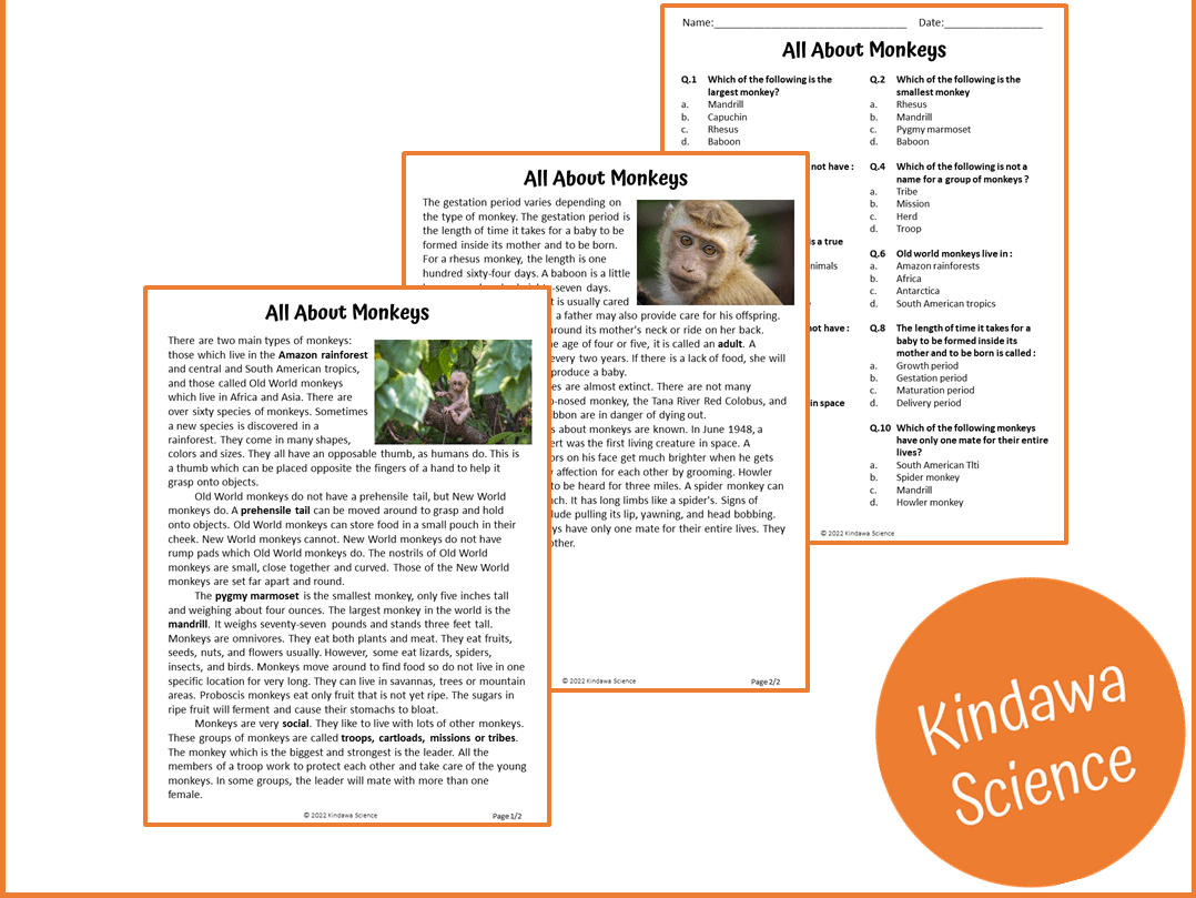 All About Monkeys Reading Comprehension Passage and Questions PDF